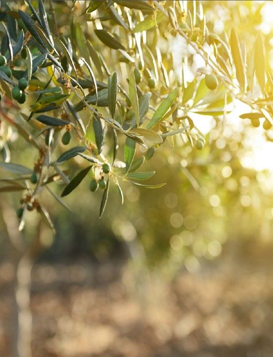 Organic Greek Extra Virgin Olive Oil 500 ml glass bottle