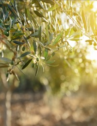 Organic Greek Extra Virgin Olive Oil 500 ml glass bottle