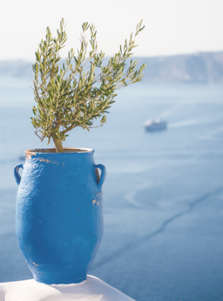 Organic Greek Extra Virgin Olive Oil 500 ml glass bottle